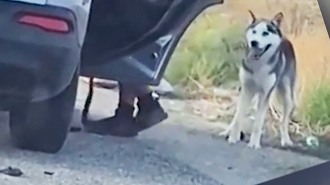 This is an Abandoned dog’s Reaction After He Saw His Owner Again