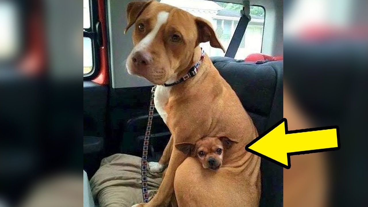 Man Try To Adopt Pitbull at Shelter, But She Refused To Let Go Without Her Best Friend